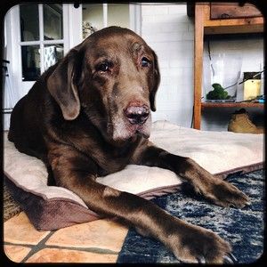 Meet your Posher, Eliza